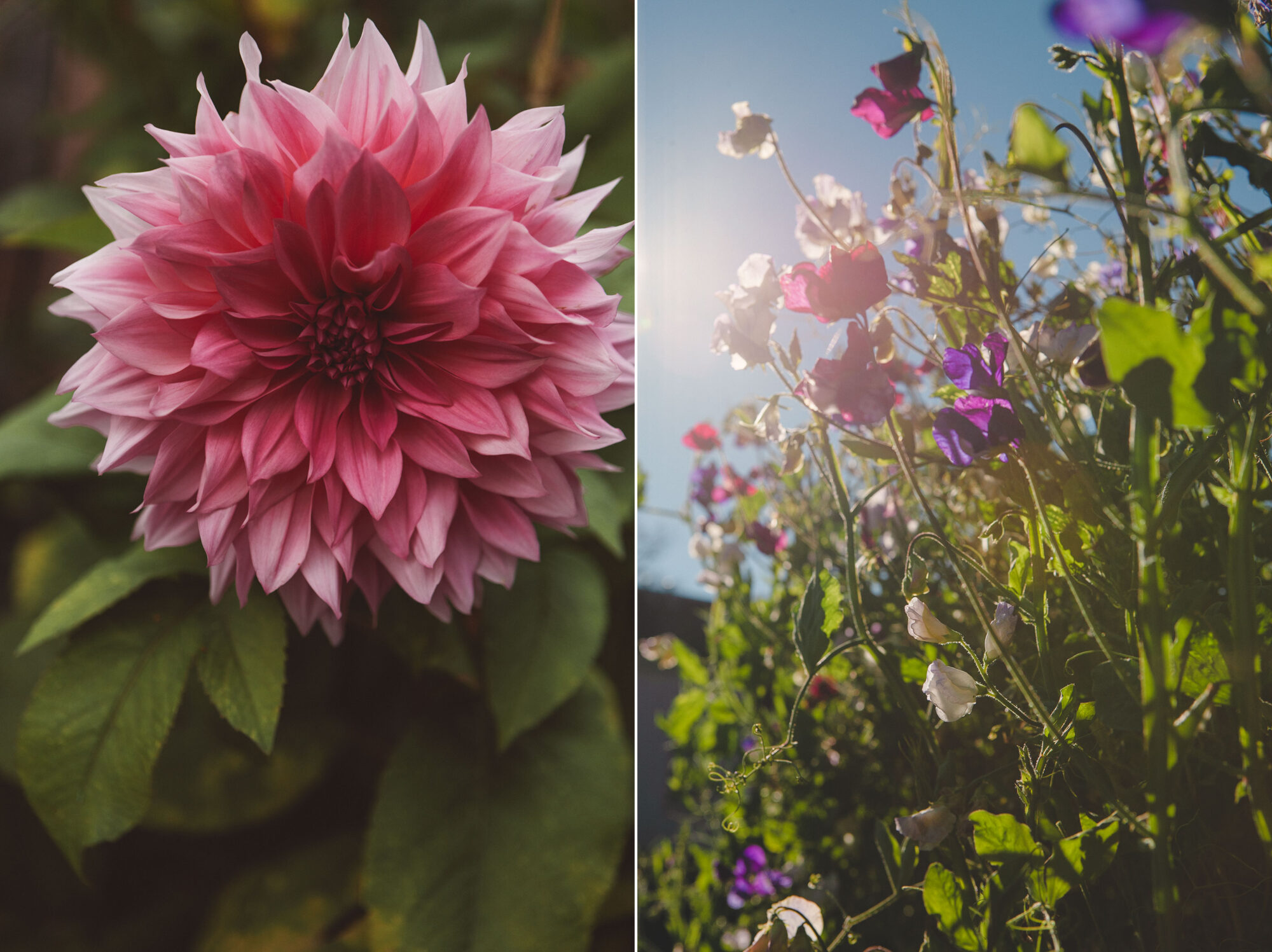 dahlia och luktärter.