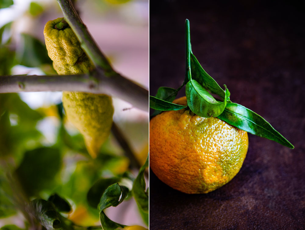 Citrusfrukter på träd