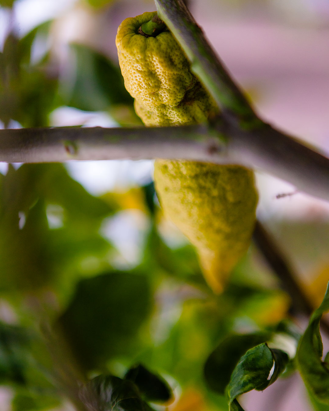 Fingercitron