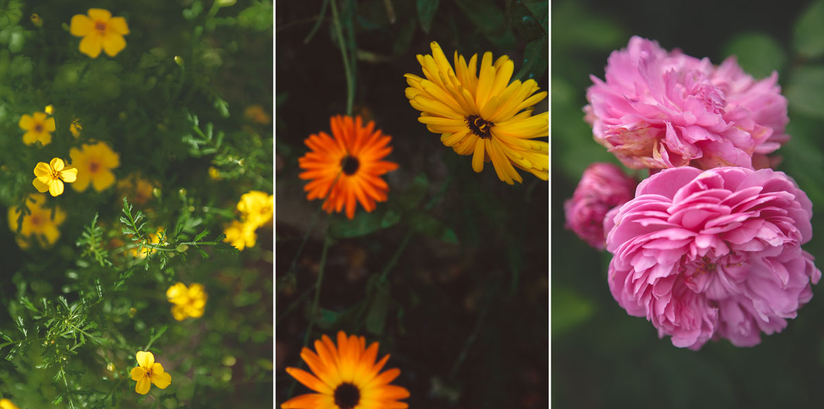 Några ätbara blommor.