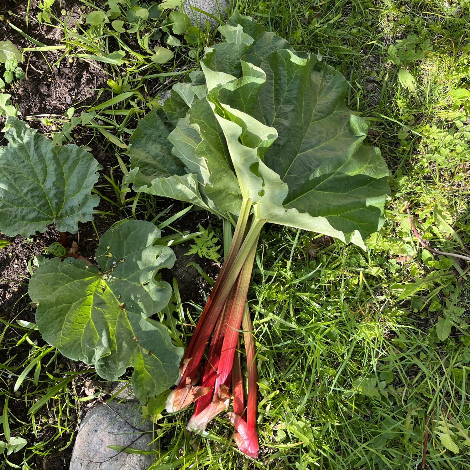 Rabarberstjälkar.