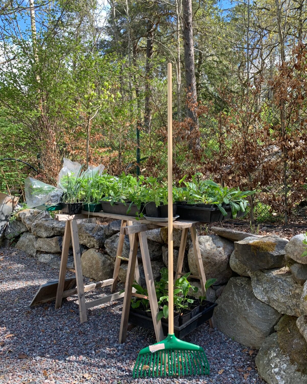 Småplantor på bord.