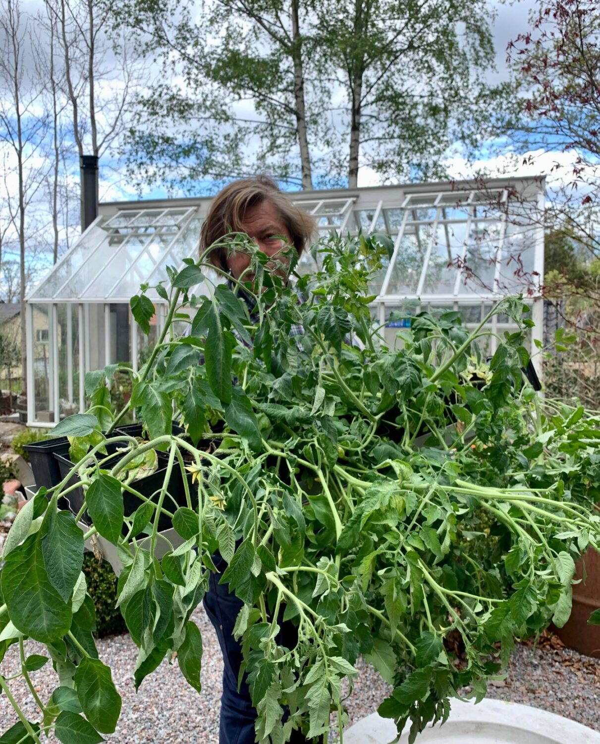 Man bär på tomatkvistar.