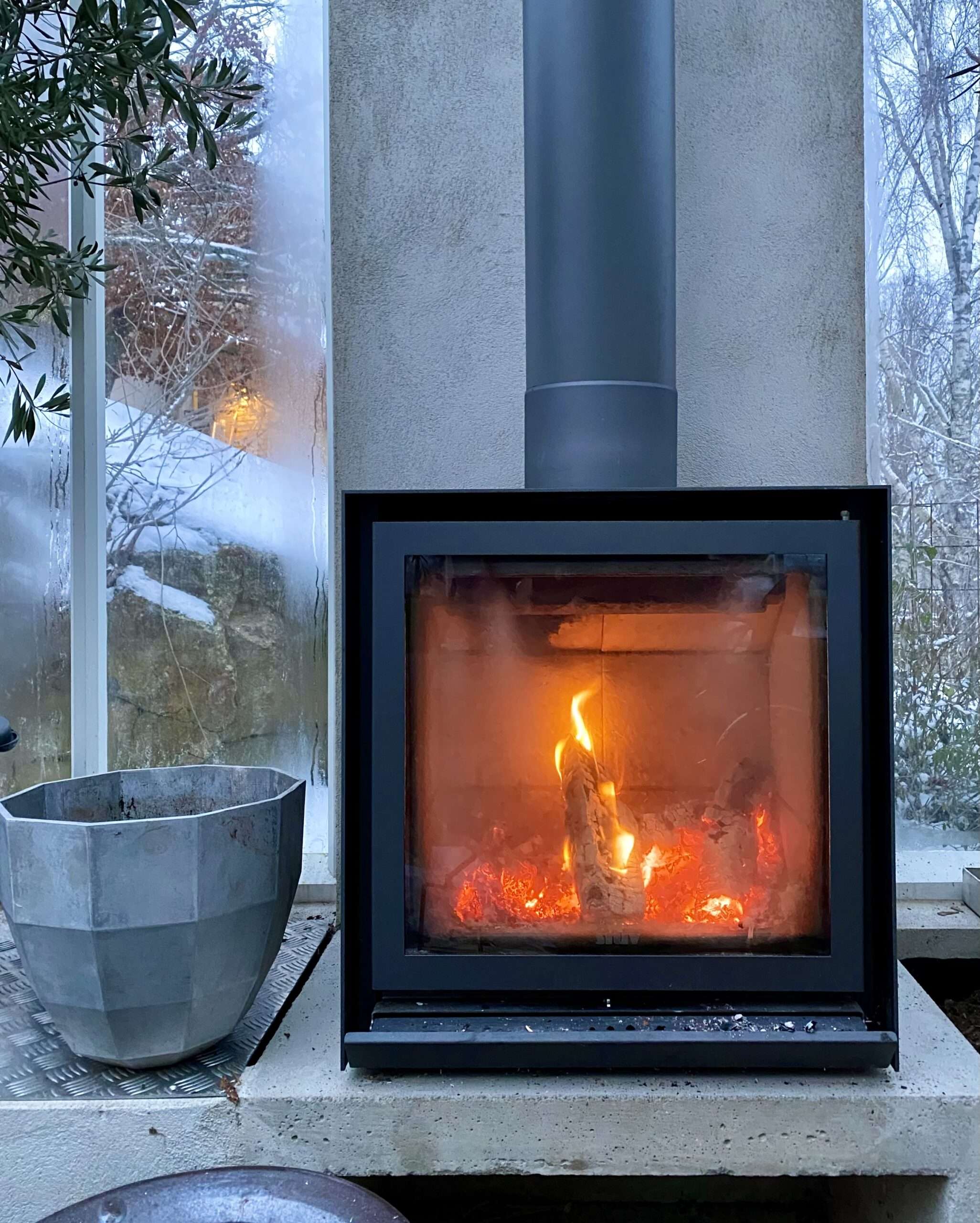 Jätteverbena från Impecta fröhandel.