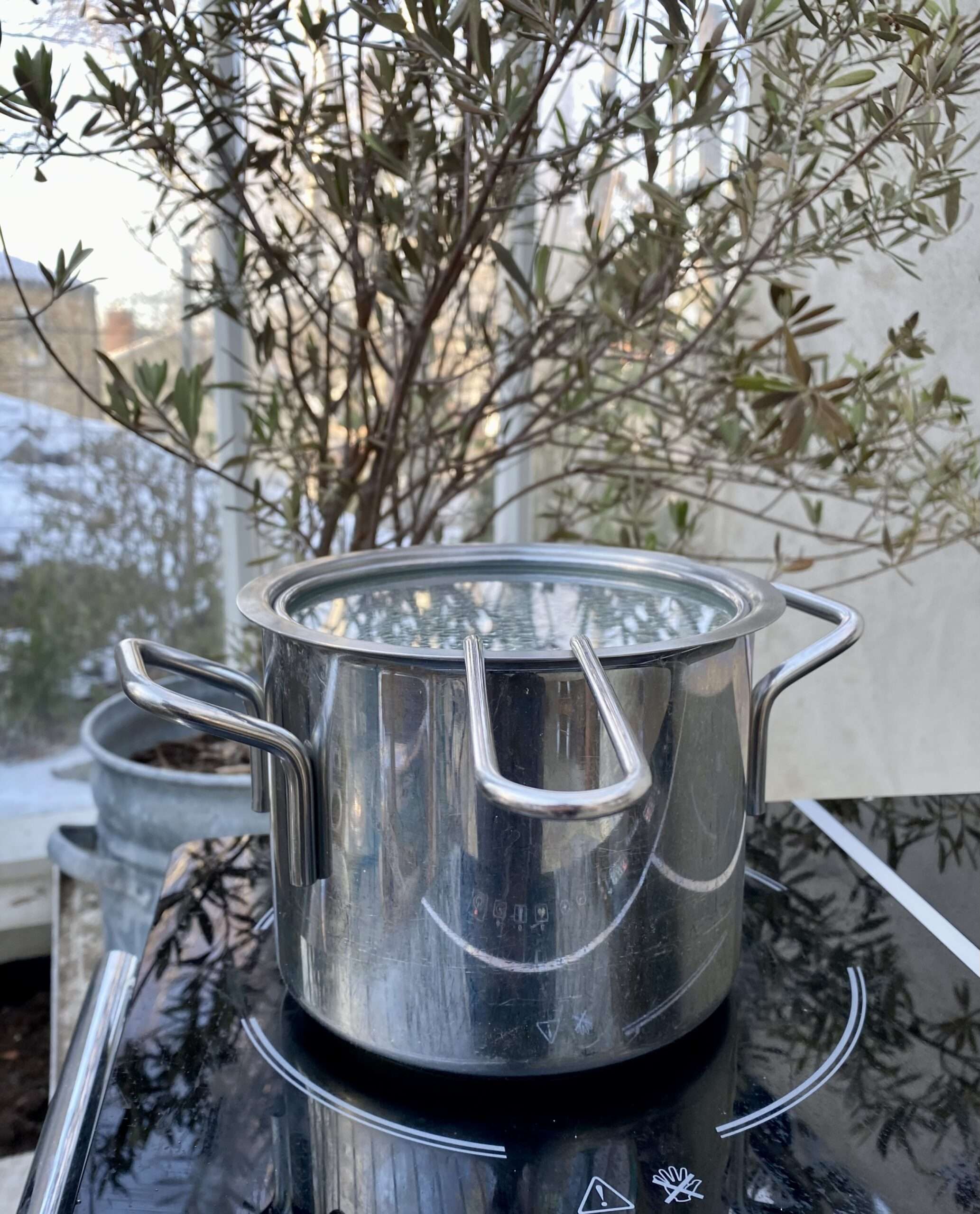 Jätteverbena från Impecta fröhandel.