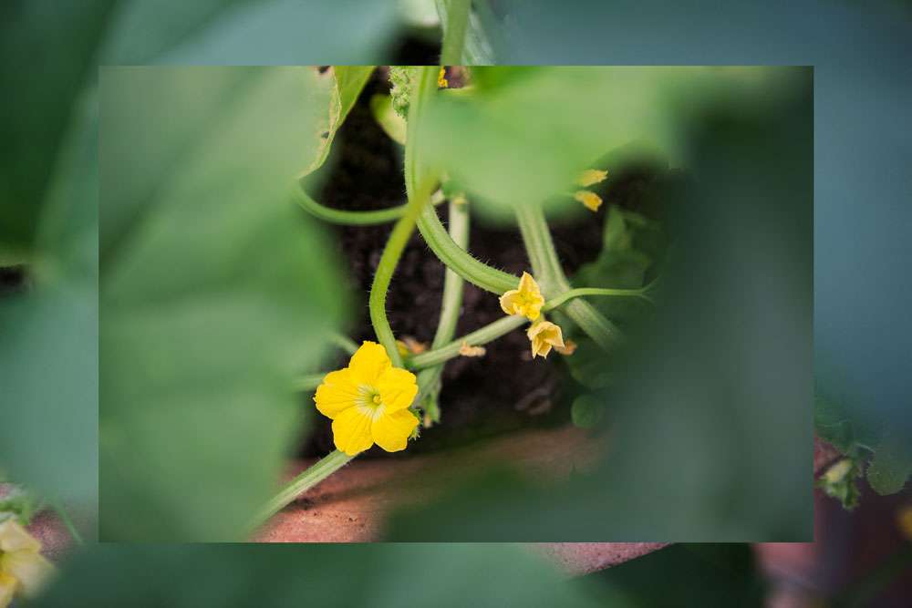 Liten melonplanta i odlingsbädd uppmärkt med träpinne.