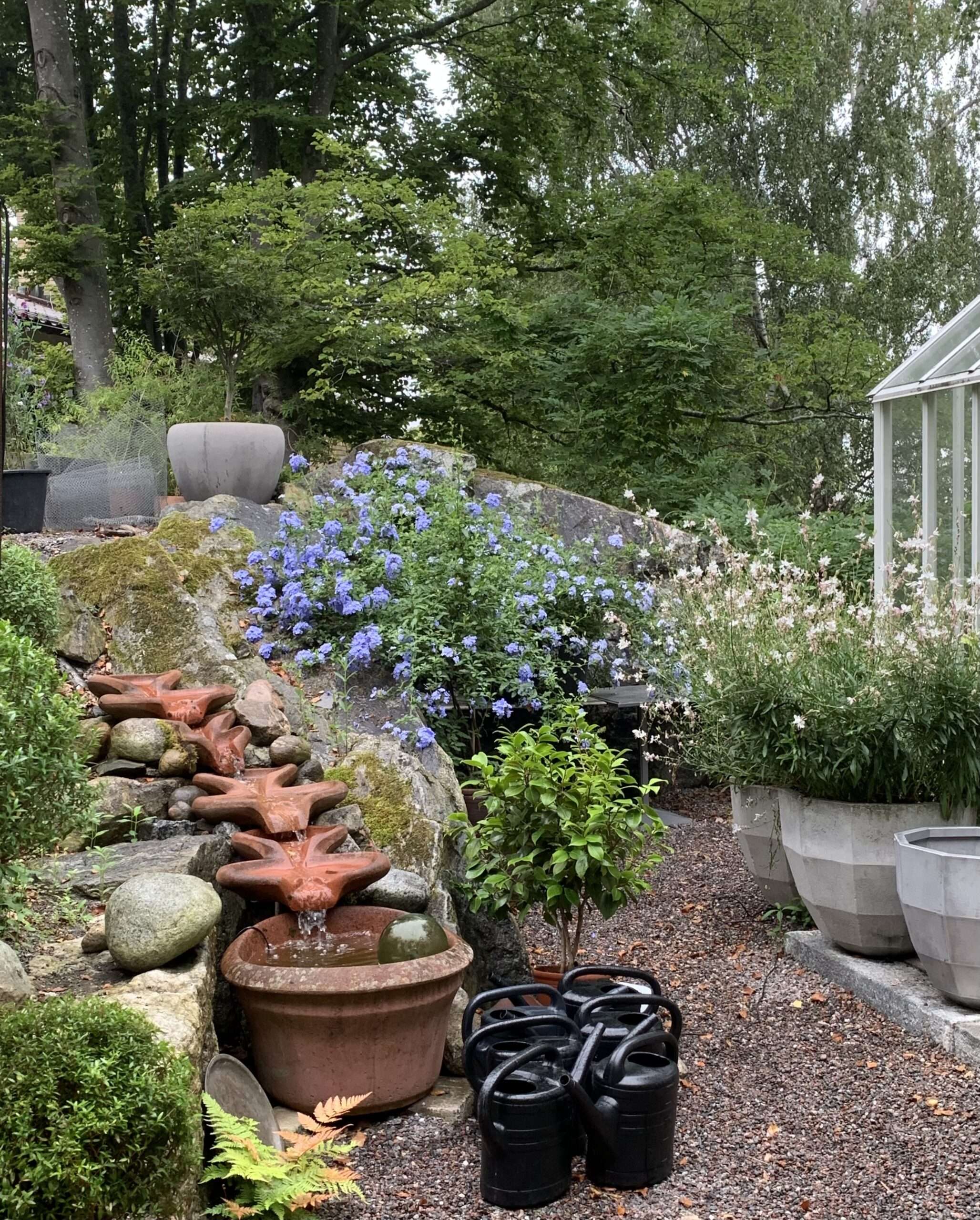 fajans till växthusfester.