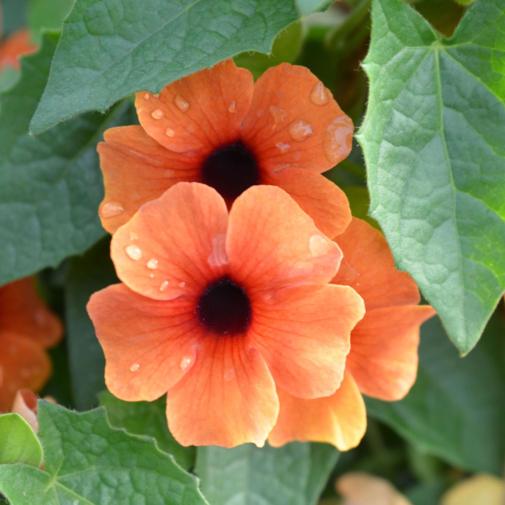 30 Thunbergia Alata Closeup Mark Aprikos