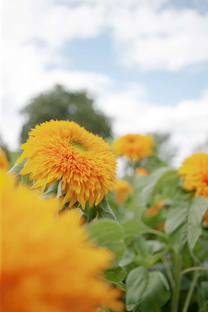 Odla Atbara Blommor