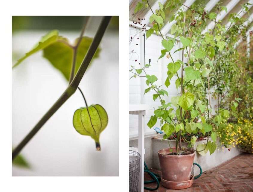 Physalis.